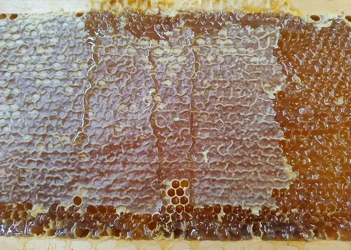 Frutti Antichi - Cassiopea