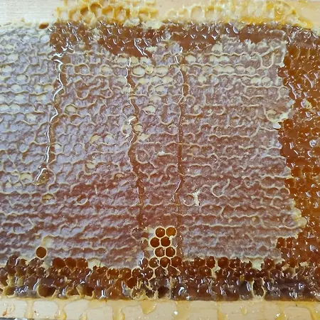 Frutti Antichi - Cassiopea